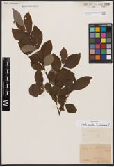 Salix aurita L. x Salix silesiaca Willd.